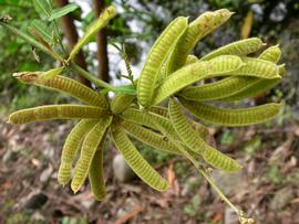   Fruits:   Mimosa pigra ; Photo by S.L. Winterton, Aquarium and Pond Plants of the World
